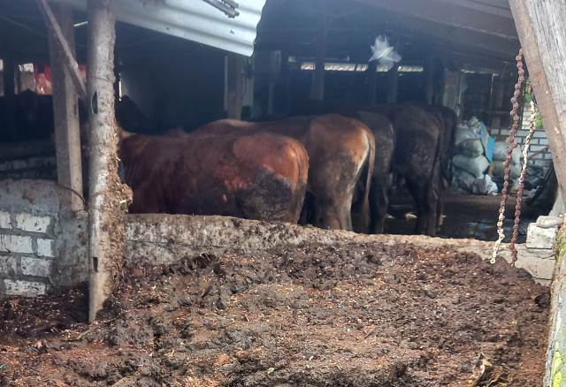 Bantu Kesuburan Tanah, Dosen Biologi UMLA Latih Petani Solokuro Mandiri Organik 2