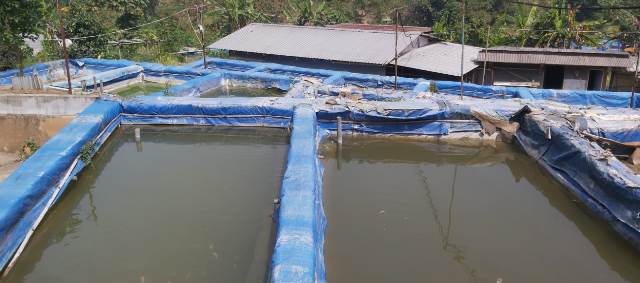 Perikanan UMM Inisiasi Desa Jedong Budidaya Ikan-Produksi Pakan   2