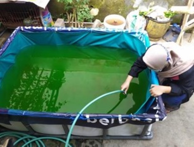 PMM Mitra Dosen Prodi Akuakultur UMM, Tingkatkan Sistem Budidaya Ikan Nila 3