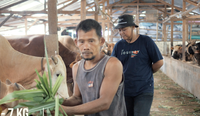 Saiful Bos Sapi Tuban Omzet Rp 1,5 Miliar, Alumni Ekonomi Pembangunan UMM Ilmunya Paten 3