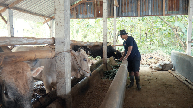 Saiful Bos Sapi Tuban Omzet Rp 1,5 Miliar, Alumni Ekonomi Pembangunan UMM Ilmunya Paten 1