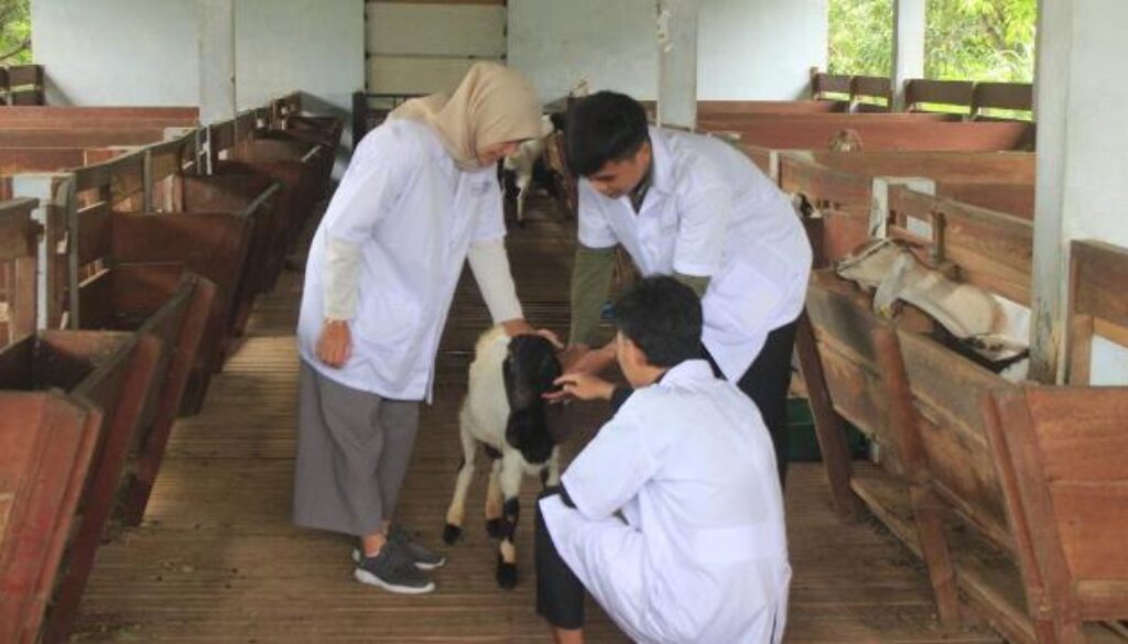 TERNAK UMM PMB (2)