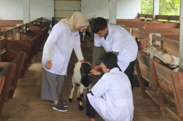 TERNAK UMM PMB (2)