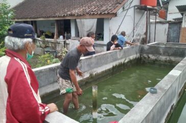 ikan doni (1)