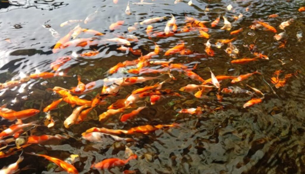 ikan koipo (1)
