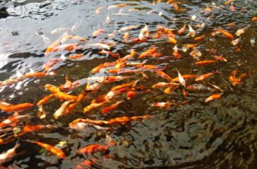 ikan koipo (1)
