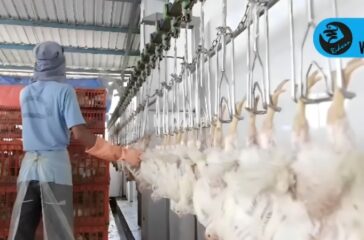 EP UMM UMM AYAM 3