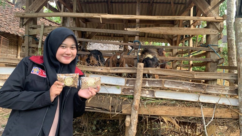 PMM 55 UMM Kreatif, Ubah Limbah Kulit Singkong Jadi Pakan Ternak 1