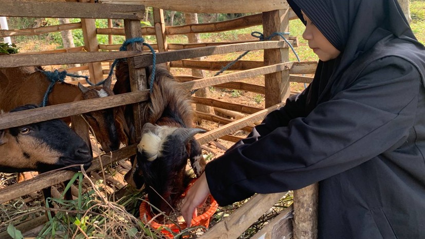 PMM 55 UMM Kreatif, Ubah Limbah Kulit Singkong Jadi Pakan Ternak 2