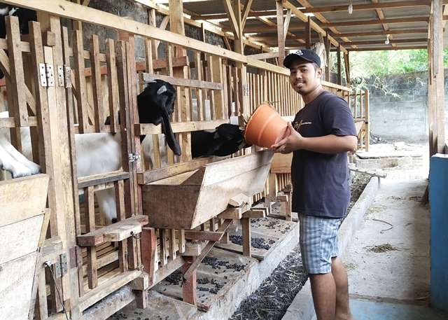 Dimas Arek EP UMM Juragan Kambing-Domba Inspirasi Sukses Mahasiswa 4