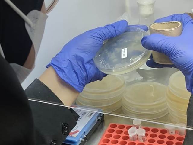 Riset Atasi Penyakit Udang Vaname, PKM RE Akuakultur UMM Optimis Juara Pimnas 4