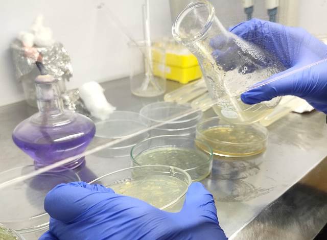 Riset Atasi Penyakit Udang Vaname, PKM RE Akuakultur UMM Optimis Juara Pimnas 3