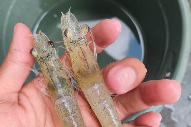 Riset Atasi Penyakit Udang Vaname, PKM RE Akuakultur UMM Optimis Juara Pimnas 2