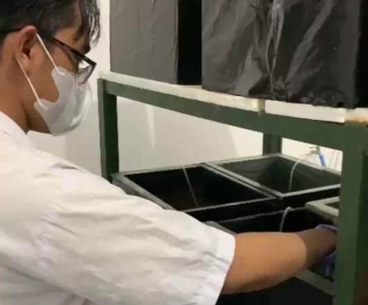 Riset Atasi Penyakit Udang Vaname, PKM RE Akuakultur UMM Optimis Juara Pimnas 1