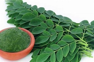BPOM Mendukung Penggunaan Kelor Sebagai Obat Tradisional 2