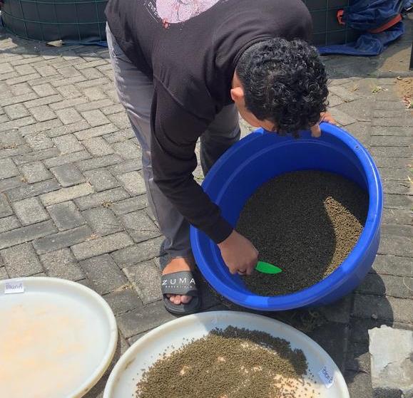 Penggunaan Spirulina SP Bahan Alternatif Pembuatan Pakan Ikan Koi-Parameter Uji Kualitas Pakan Ikan 2 Penggunaan Spirulina SP Bahan Alternatif Pembuatan Pakan Ikan Koi-Parameter Uji Kualitas Pakan Ikan 2
