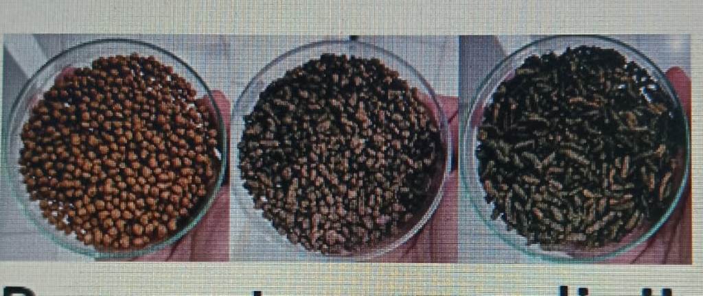 Penggunaan Spirulina SP Bahan Alternatif Pembuatan Pakan Ikan Koi-Parameter Uji Kualitas Pakan Ikan 3 Penggunaan Spirulina SP Bahan Alternatif Pembuatan Pakan Ikan Koi-Parameter Uji Kualitas Pakan Ikan 3