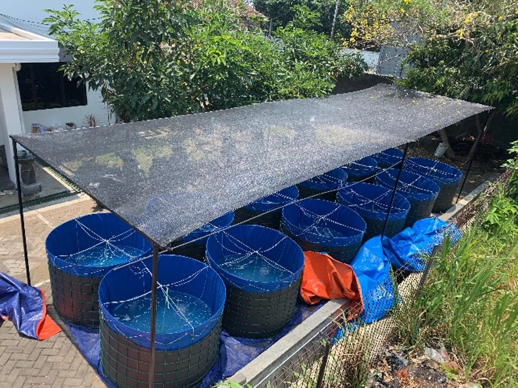 Mahasiswa Akuakultur UMM Karya Pakan Udang Vaname Salinitas Rendah 2 Mahasiswa Akuakultur UMM Karya Pakan Udang Vaname Salinitas Rendah 2