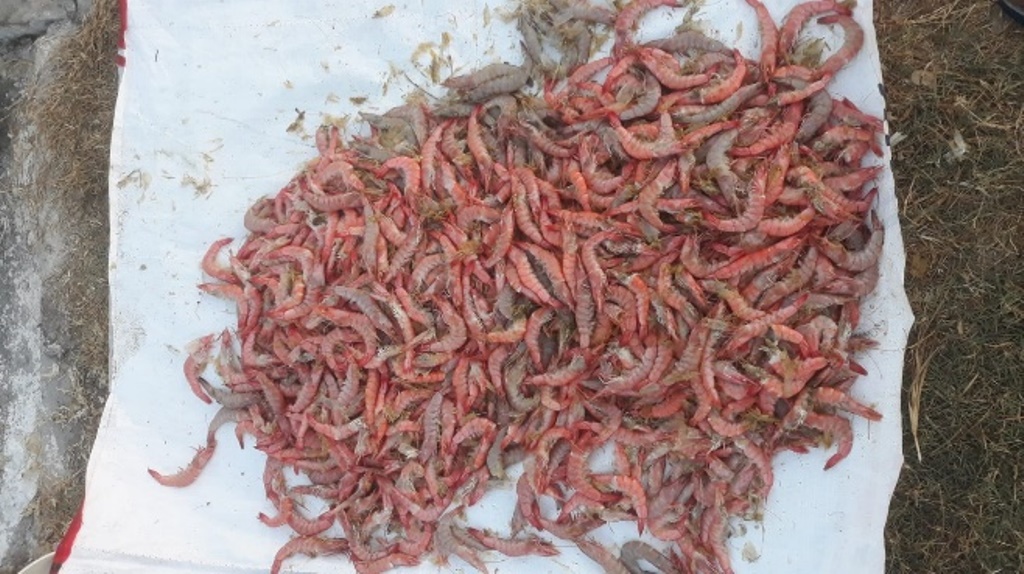 Anti-AHPND: Teknologi Nanoenkapsulasi Berdaya Tahan Tinggi Lindungi Udang dengan BAL 1
