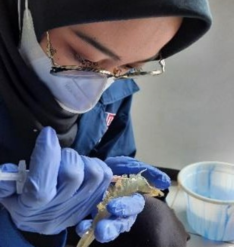 Anti-AHPND: Teknologi Nanoenkapsulasi Berdaya Tahan Tinggi Lindungi Udang dengan BAL 3