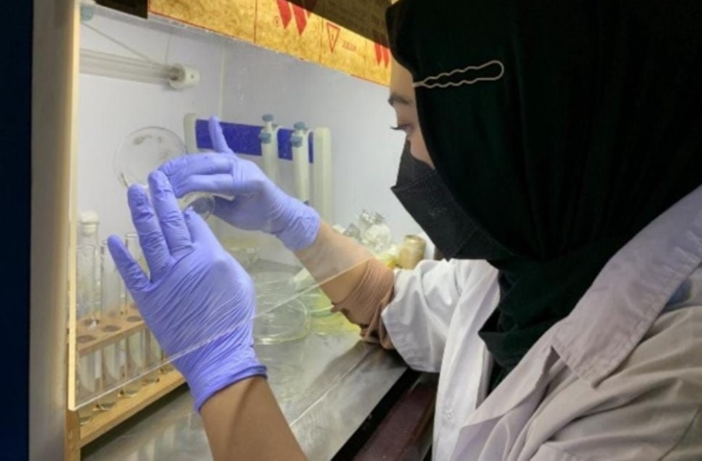Inovasi Mahasiswa Akuakultur UMM Dalam Penggunaan Bakteriofag Sebagai Agen Terapi Penyakit AHPND Pada Udang Vaname 1 Inovasi Mahasiswa Akuakultur UMM Dalam Penggunaan Bakteriofag Sebagai Agen Terapi Penyakit AHPND Pada Udang Vaname 1