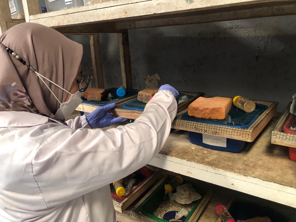 Mahasiswa Prodi Akuakultur UMM Riset Obat Alternatif Diabetes dengan Infusa Skeletonema Costatum 1