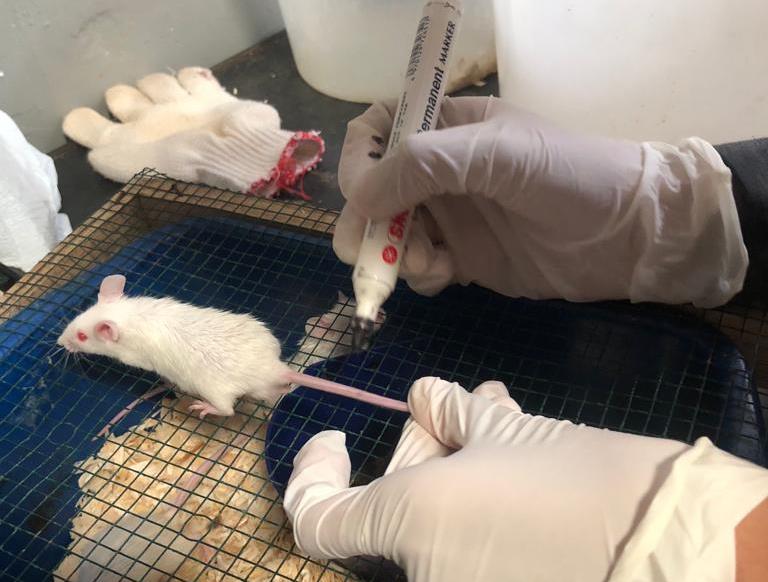 Mahasiswa Prodi Akuakultur UMM Riset Obat Alternatif Diabetes dengan Infusa Skeletonema Costatum 3