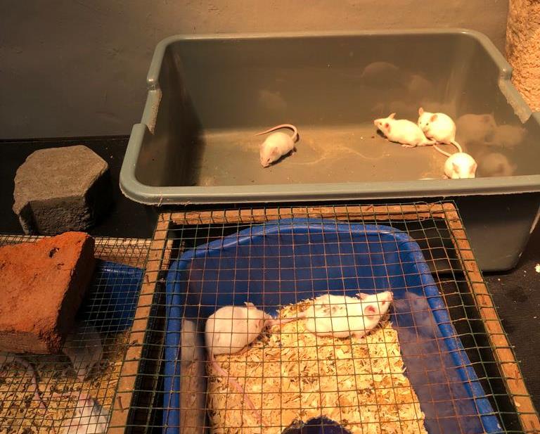 Mahasiswa Prodi Akuakultur UMM Riset Obat Alternatif Diabetes dengan Infusa Skeletonema Costatum 2