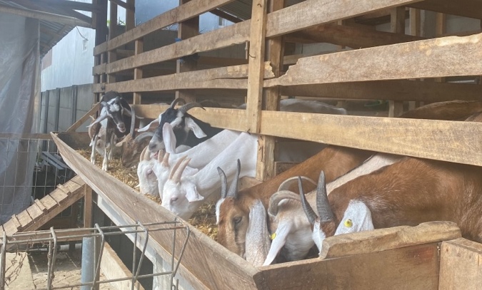 Tiga Pakar Peternakan UMM Penyuluhan Atasi Mortalitas-Morbiditas Cempe Kambing Perah di Kabupaten Malang 5