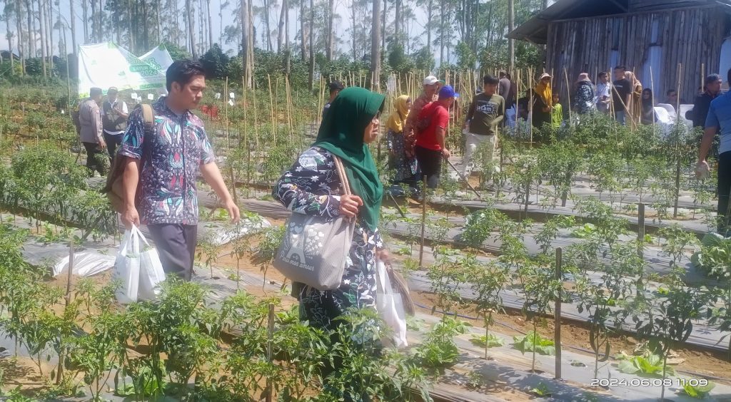 Panen Raya Sayur Sehat Muhammadiyah Meningkatkan Minat Bertani Generasi Muda 2