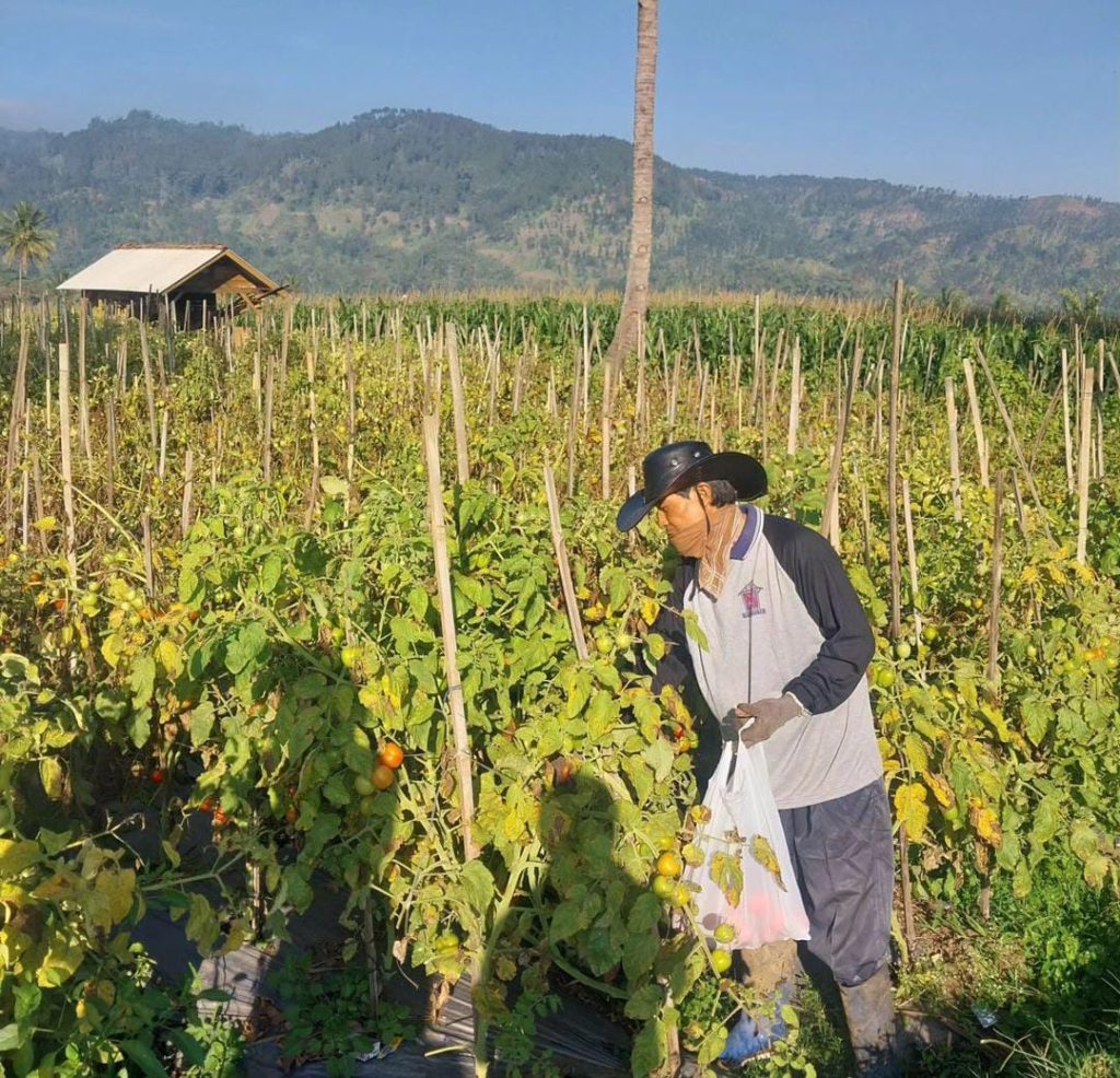 PMM 20 Gelombang 7 UMM Buka Akses Pasar Digital Platform dan Platon Bagi Petani Desa Gerbo 2