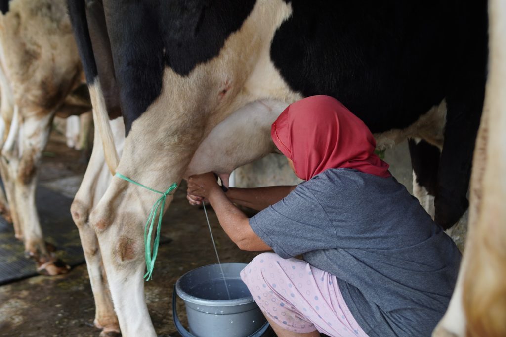 Orientasi Laba, PMM 107 UMM Sosialisasi Teknik Marketing Modern Hasil Peternakan Sapi Kota Batu 1