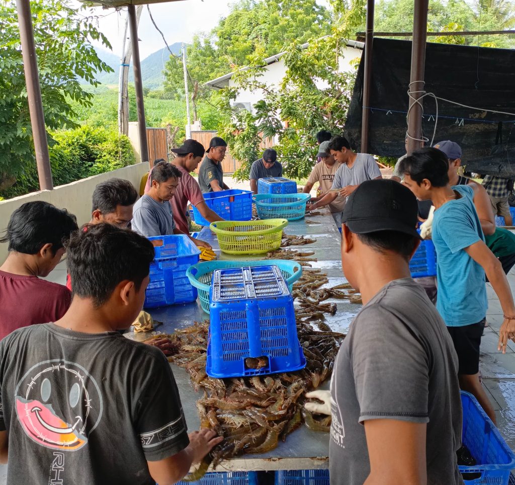 Magang Industri Mahasiswa Akuakultur UMM, Fasilitas Gaji Plus Bonus, Bukti Kelas Profesional Udang Prospektif 1