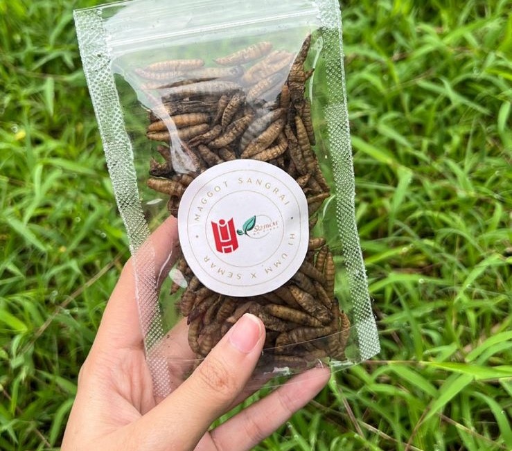 Mahasiswa Hubungan Internasional UMM-Warga Kampung Semar Olah Magot Kering, Ubah Limbah Organik Berbasis Komunitas Produktif 1