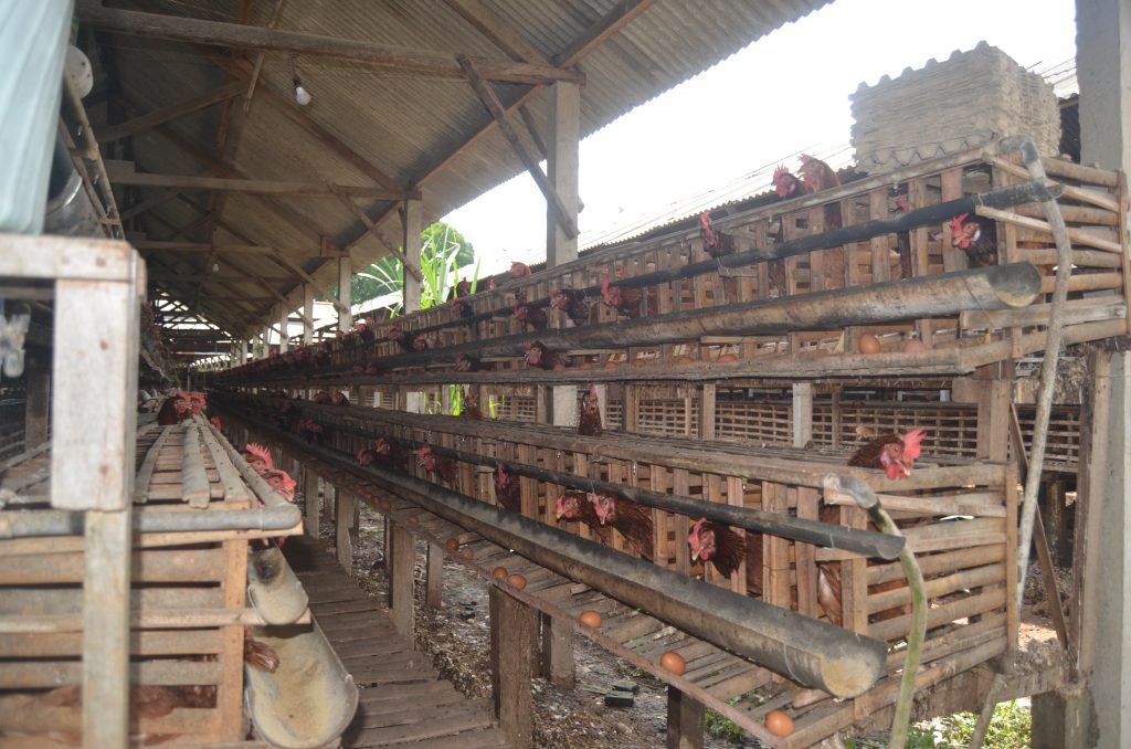 Tim PPM Polinema Pasang Filtrasi Air Minum Unggas Tenaga Surya di Sumberingin Kidul, Tulungagung 4