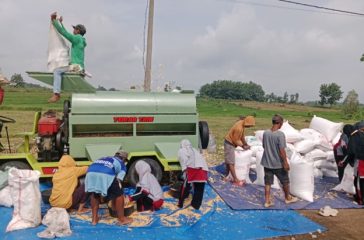kkn jagung 1