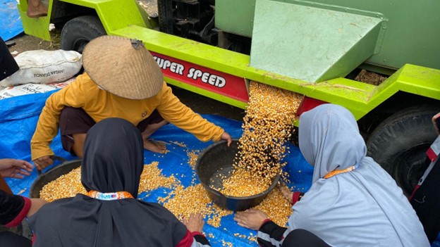 Mahasiswi KKNT 38 Unida Gontor Bantu Petani Krandegan, Ngawi, Proses Penyelepan Jagung 1