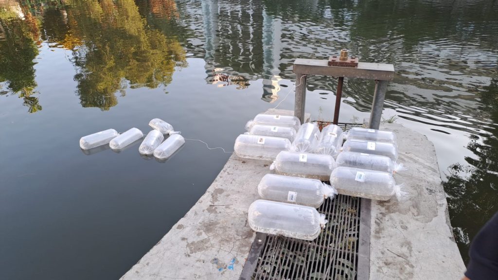 FPP UMM Tebar 10 Ribu Ikan Lokal, Perkuat Konservasi Keanekaragaman Hayati Perairan Indonesia 2 FPP UMM Tebar 10 Ribu Ikan Lokal, Perkuat Konservasi Keanekaragaman Hayati Perairan Indonesia 2